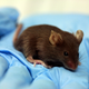Illustration for article titled Breakthrough: Gene Therapy Provides Full Protection from HIV Transmission in Mice